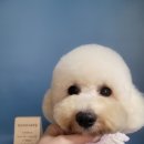 보보스퍼피 이미지