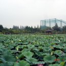 초여름 전주 덕진 연꽃 이미지