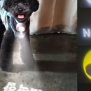 패션펫플