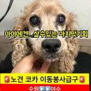 [유기견 이동봉사 급구] 수원-＞여수 이미지