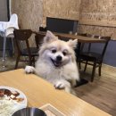 오버더라이스