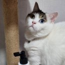 미뇽 캣 이미지