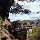 하이, 멍 이미지