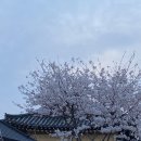 UR(김천시)-[충효길]-하-1 | 황리단길 미피스토어🐰☘️, 경주 맛집 단골식당 솔직후기✨ [경주 황리단길 벚꽃, 석굴암미피,용궁단골식당...