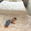 제주 동부 숙소 : 송당 시시스테이 내돈내산 후기 / 구좌 자쿠지 독채 감성숙소! 돌아기랑 가족여행...