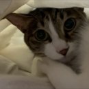 선샤인 동물병원 이미지