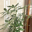 뉴천리향 이미지