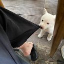 도봉산양고기