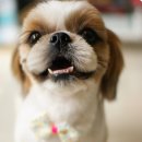 벤지동물병원 이미지