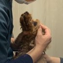 한샘동물병원 이미지