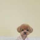 하이댕댕 펫살롱 | 태백애견미용 아이들의 컨디션과 마음까지 살펴주는 곳 하이 베이비 펫살롱