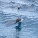 돌핀 | 괌 돌핀크루즈 후기 예약 시간? 스노쿨링 준비물 투어 괌 액티비티