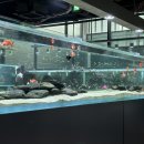 가성수족관 이미지