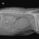 송악 동물병원 이미지