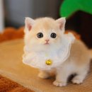 수원고양이분양 캣토리 | 수원먼치킨분양 새가족과 새출발 - 수원고양이분양 후기