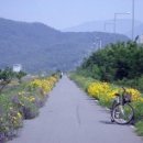 버드나무 이미지