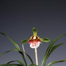 복두꺼비 이미지