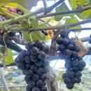 한스메디팜 이미지