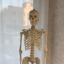 바디온필라테스 네이버블로그
