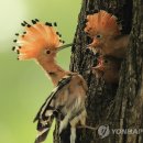 새모정 이미지
