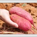 금호1농장 이미지