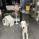 휘게 펫케어 | 안심과 행복이 함께한 휘게펫케어 수원영통점 이용 후기