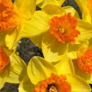 베가팰리스 이미지