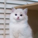 도로시캐터리 이미지