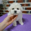 더블링독 이미지