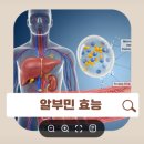 알부민(ALBUMIN) 이미지