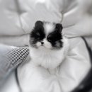 퍼피메이트 안심분양센터 동탄 강아지분양 이미지