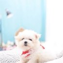 다양하개 이미지