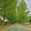 부귀 메타세쿼이아길 이미지