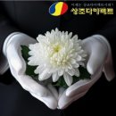 상조다이렉트