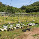 다래농장2 이미지