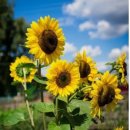 다온노인복지센터 이미지