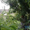 백모농장 이미지