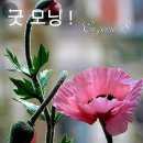 휘사랑 이미지