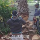 팜트리하우스 이미지