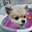 얼바인 동물병원 이미지