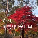 한온장군충신정문 | 현충사 은행나무 2025년 산책코스 아산 가을여행