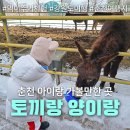 토끼랑 | 강원도 여행 토끼랑 양이랑 춘천 가볼만한 곳