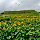 연천 호로고루 해바라기 이미지
