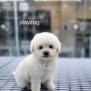 플레이독 파주본점 이미지