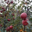 봉좌농장 이미지