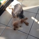 멍멍회관 이미지