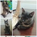 분홍공주 이미지