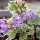 해피병풀 이미지