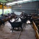 해든누리 흑염소농장 이미지