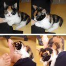[부산]두달정도 된듯한 삼색이 아기 고양이입니다 공주님이에요~^^ 이미지